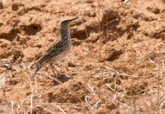 Certhilauda curvirostris