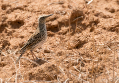 Certhilauda curvirostris