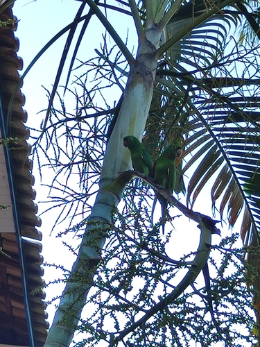White-eyed Parakeet