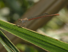 Ceriagrion praetermissum
