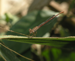 Ceriagrion praetermissum