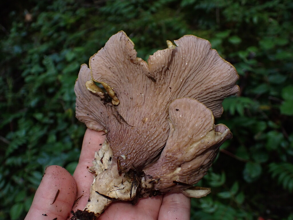 Gomphus clavatus · November 2025 · photo: © elik03 (iNaturalist, cc-by)