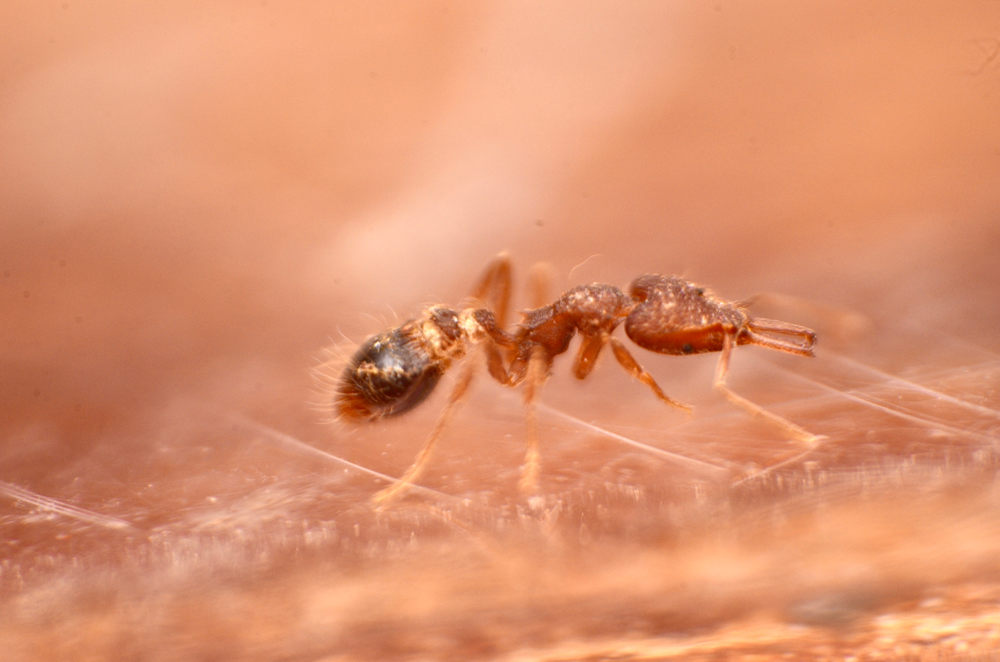 Strumigenys cosmostela