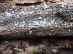 Arachnopeziza delicatula