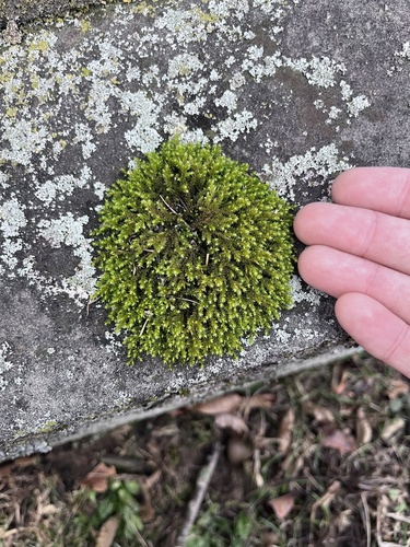 Hedwigia filiformis observed 2025-12-24