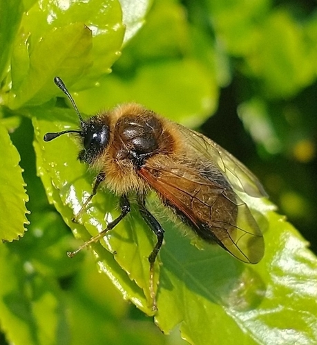 Dark-tibia Hawthorn Sawfly