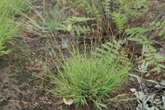 Cleistogenes squarrosa