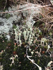 Cladonia carneola