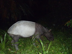 Tapirus indicus