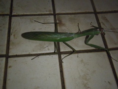 Camelomantis