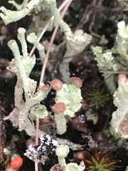 Cladonia carneola