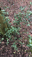 Ilex aquifolium