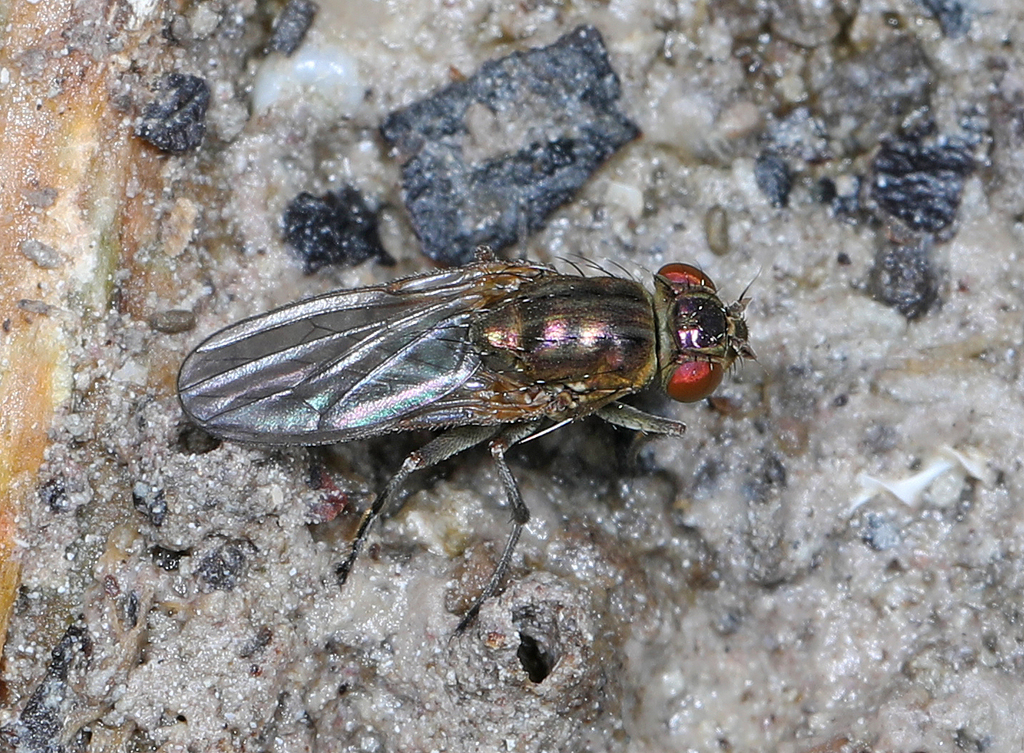 Cirrula austrina