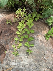 Plectranthus verticillatus