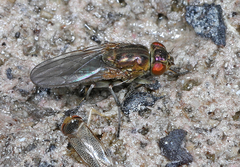 Ephydrinae