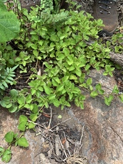 Plectranthus verticillatus