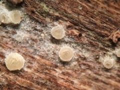 Arachnopeziza delicatula