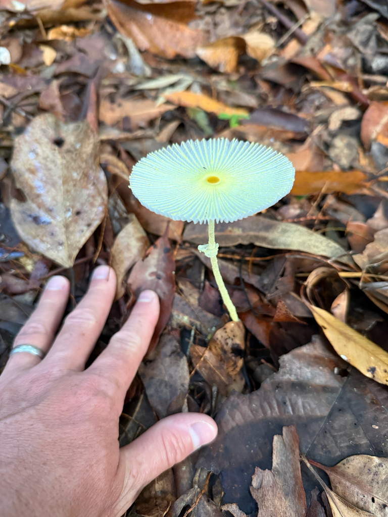 Leucocoprinus fragilissimus · December 2025 · photo: © riskindan (iNaturalist, cc-by)
