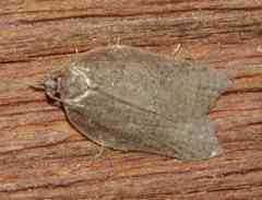 Acleris effractana