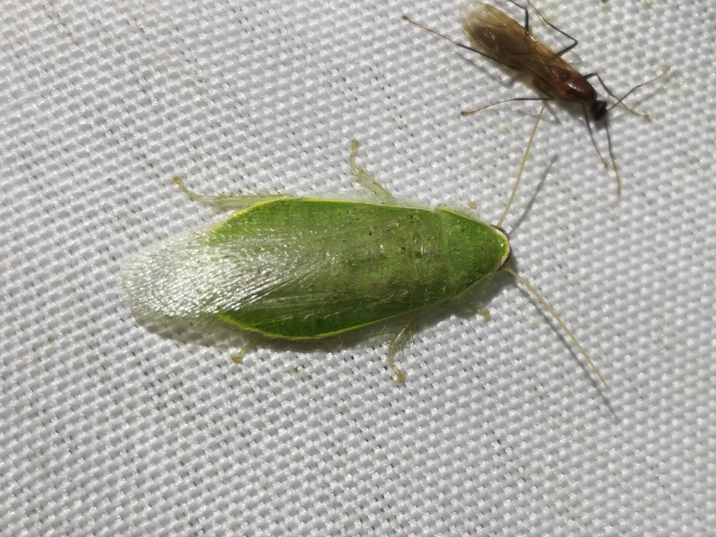 Banana Cockroach from Kosñipata, 库斯科, 秘鲁 on December 21, 2025 at 10:47 ...