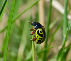 Calligrapha serpentina