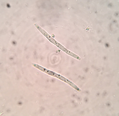 Arachnopeziza delicatula