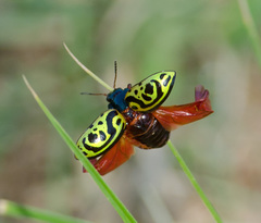 Calligrapha serpentina