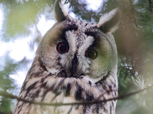 View observation of {o.common_name} on iNaturalist