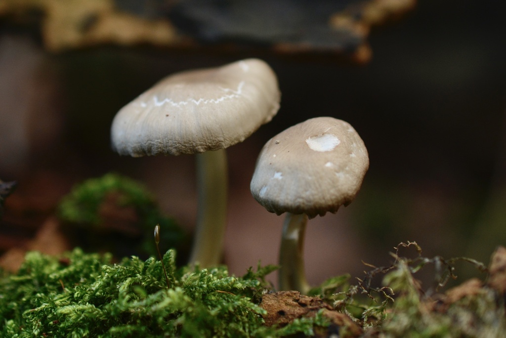 Mycena galericulata