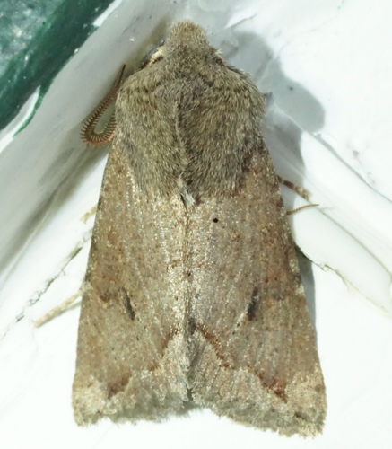 iNaturalist observation photo of Orthosia erythrolita