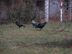 Corvus frugilegus