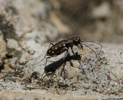 Cicindela sedecimpunctata