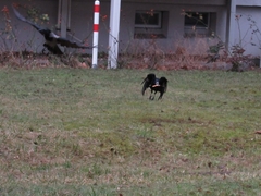 Corvus frugilegus