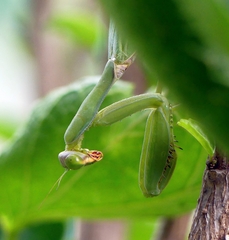 Hierodula tenuidentata