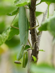 Hierodula tenuidentata