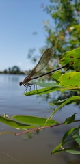 Hetaerina rosea