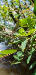 Hetaerina rosea