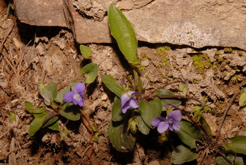 Arrowleaf Violet (Viola sagittata)