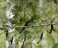 Rhipidura albogularis