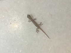 Hemiphyllodactylus typus