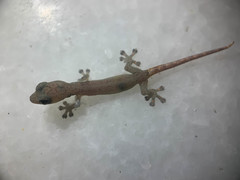 Hemiphyllodactylus typus