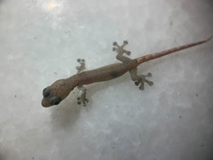 Hemiphyllodactylus typus