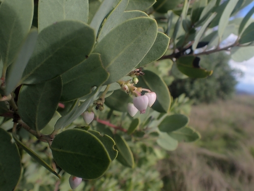 Gasquet manzanita (Arctostaphylos hispidula)
