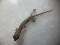 Hemiphyllodactylus typus