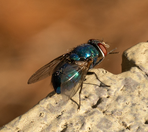 Unknown species found near Cook County, GA, USA