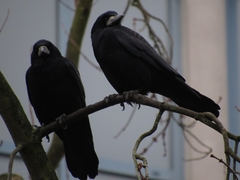 Corvus frugilegus