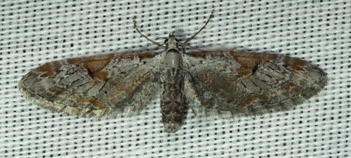 iNaturalist observation photo of Eupithecia nevadata