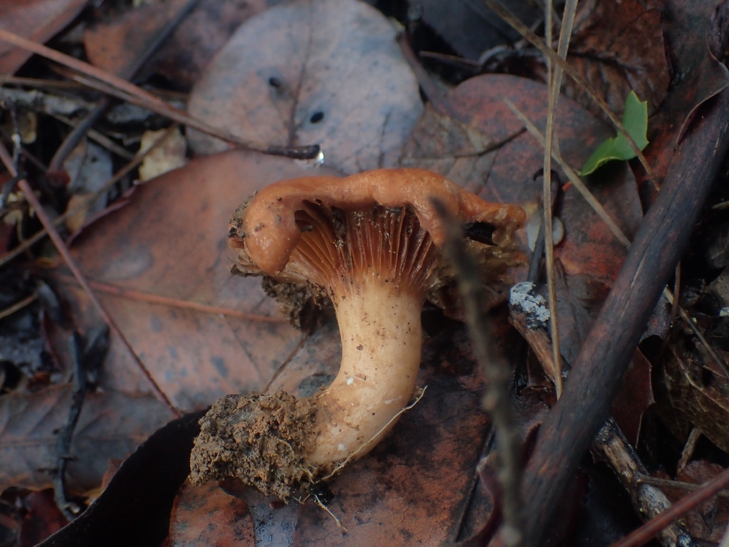 Lactarius xanthogalactus · December 2025 · photo: © dgwdoesthings (iNaturalist, cc0)