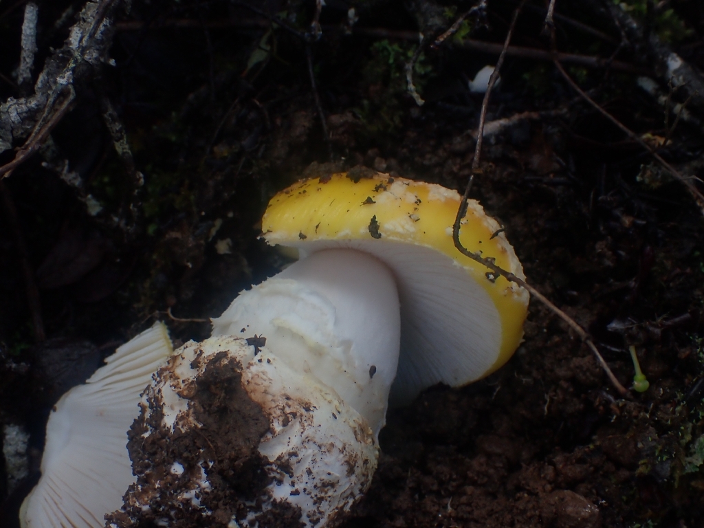 Amanita aprica · December 2025 · photo: © dgwdoesthings (iNaturalist, cc0)