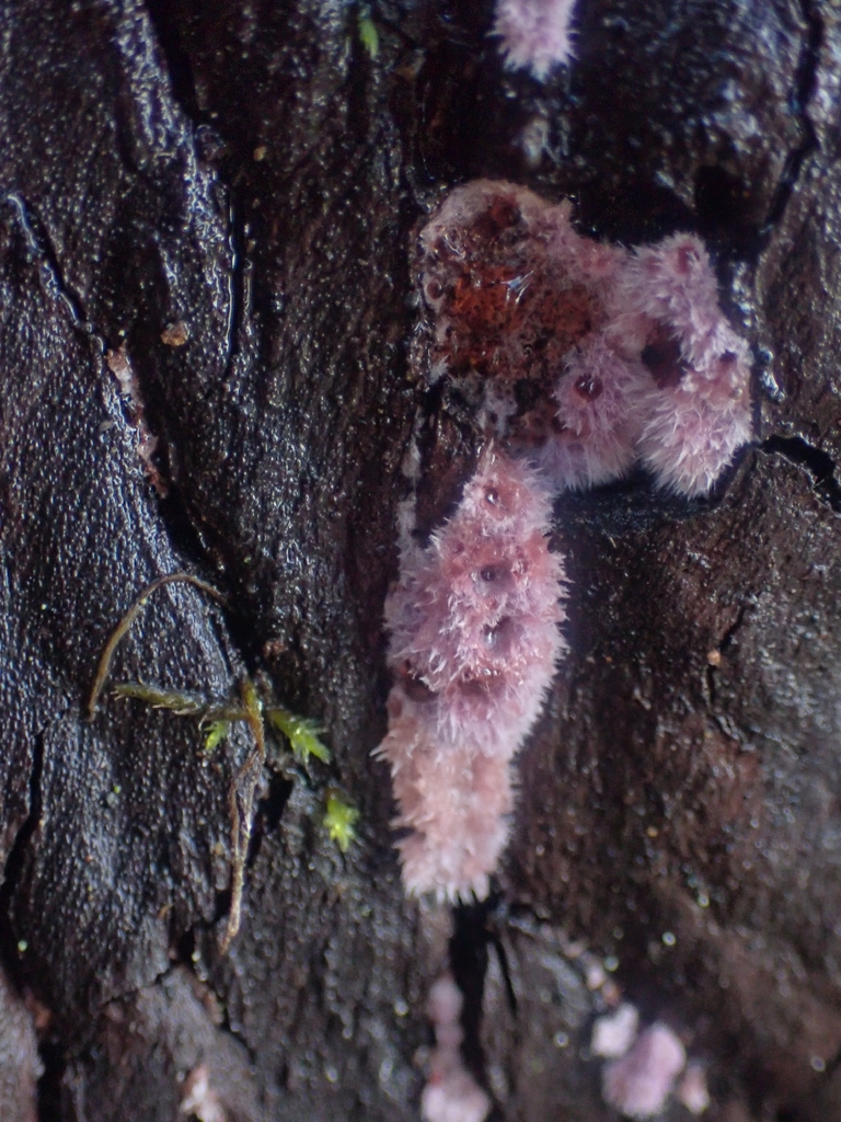 Punctularia atropurpurascens · December 2025 · photo: © dgwdoesthings (iNaturalist, cc0)